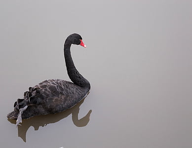 black swan, swan, swan on the lake, waterfowl, bird, grace, black