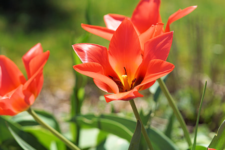 Tulipa, flor, flor, flor, primavera, vermell, natura