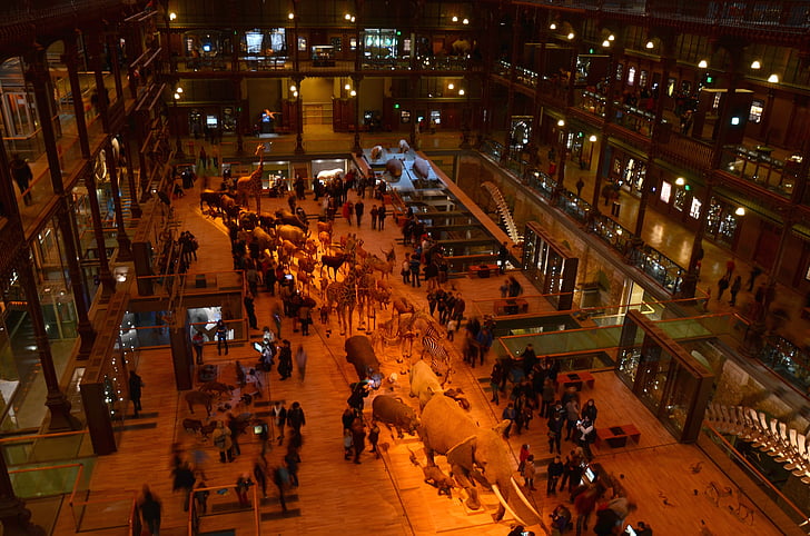 paris, france, museum of natural history, inside, interior, exhibits, displays