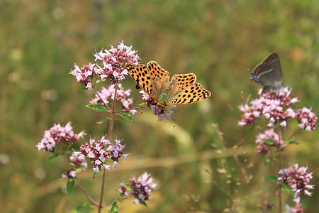Schmetterling, Fritillary, Gorj, issoria, lathonia, Nymphalidae, Königin