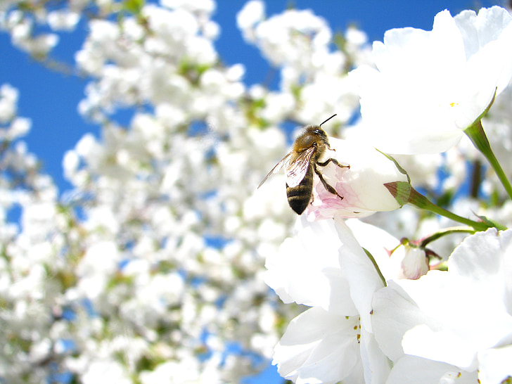 ανθισμένη Κερασιά, ουρανός, λευκό, λουλούδι, μέλισσα, άνοιξη, φύση