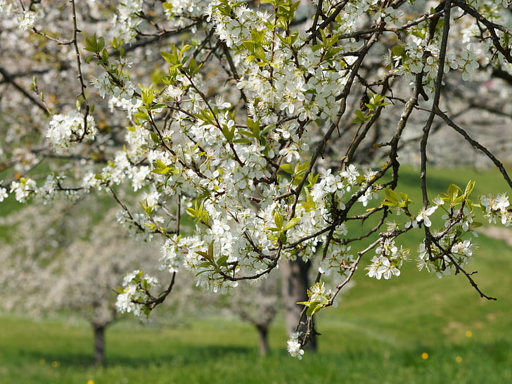 natura, primavera, arbre, flor, camp, branca, cirera