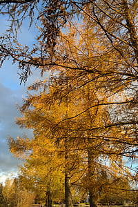 Alerce europeo, árbol, alerce, Larix decidua, color de otoño, amarillo, oro