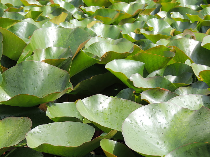 Lotus blader, dammen, blader, grønn, innsjøen rose, Lily pad