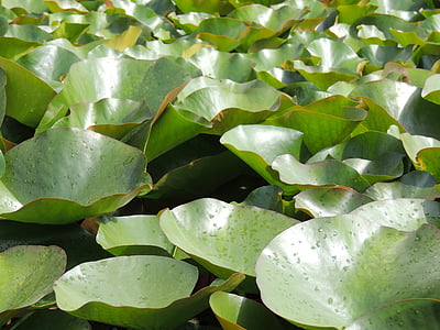 hojas de loto, estanque, hojas, verde, Lago Rosa, nenúfar