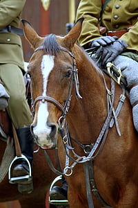 a ló, lovas, katona, lovasság, függetlenség, az ünnep a, kantár