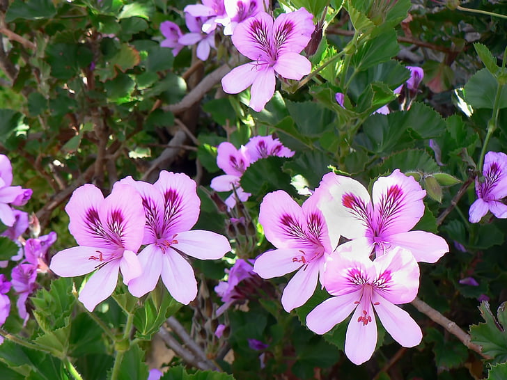 geranium, pelargonium, bunga merah muda, kelopak bunga, kelopak mawar, berkebun, Taman