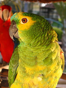 papagailis, Brazīlijas, Laura, putns, ARA, dzīvnieku motīvi, tuvplāns