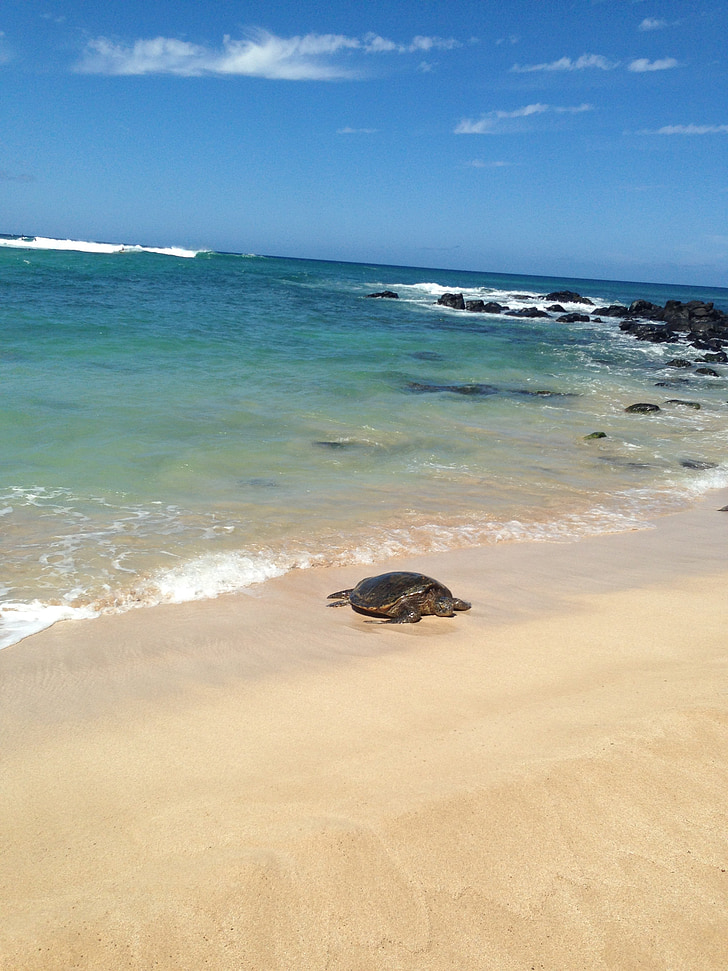 костенурка, море, пясък