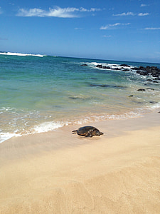 skildpadde, havet, sand