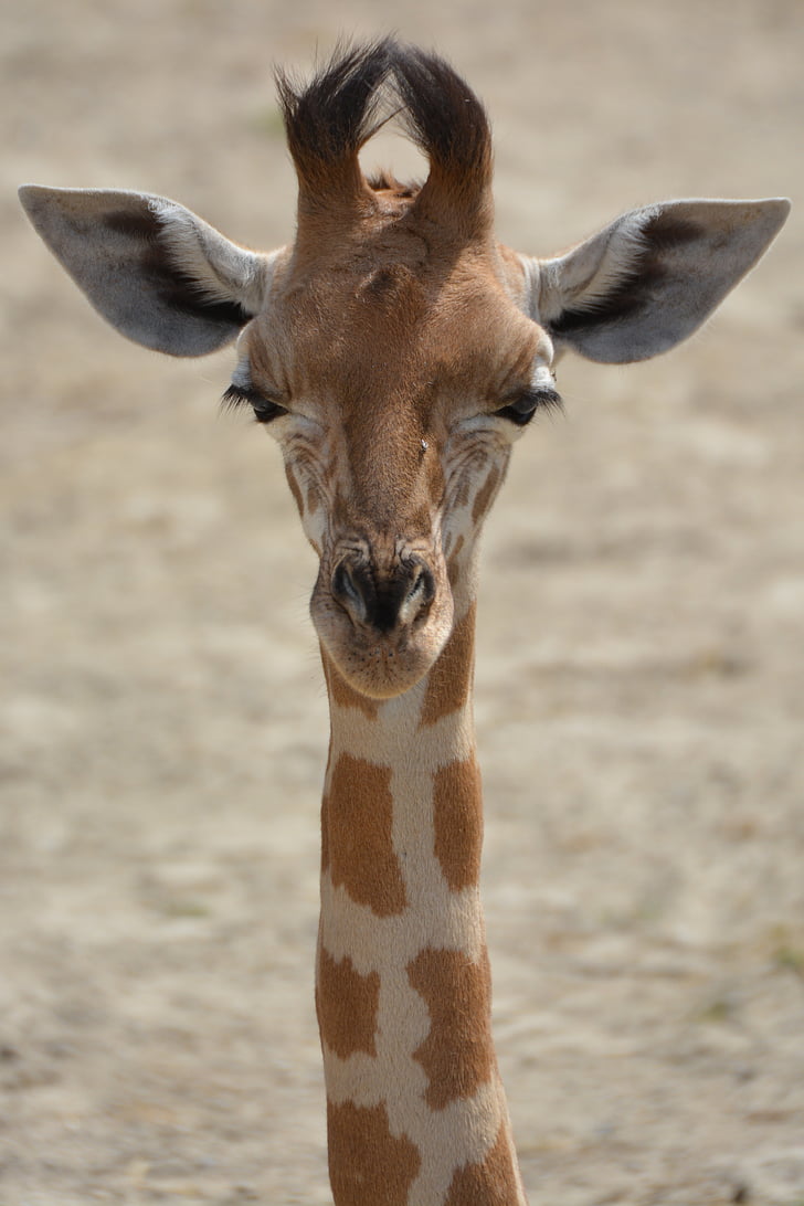 Giraffe, dier, nek, zoogdier, dieren in het wild, Afrika, Safari dieren