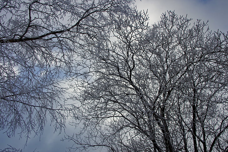 zimné, strom, mrazivé, Winter stromov, sneh, Príroda, zasnežené