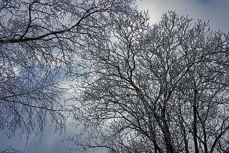 invierno, árbol, invernal, árboles de invierno, nieve, paisaje, cubierto de nieve