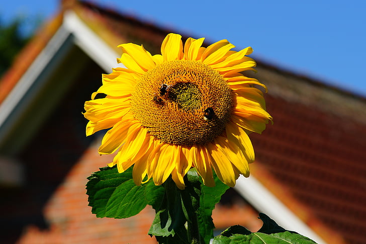 flower, blossom, bloom, sun flower, plant, nature, yellow