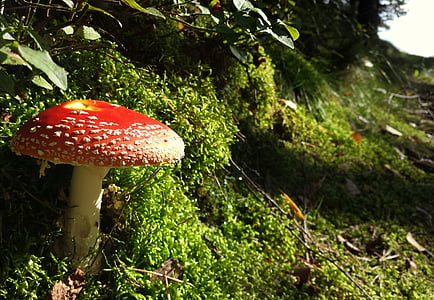 fly agaric, mushroom, nature, forest, autumn, fungi, colorful