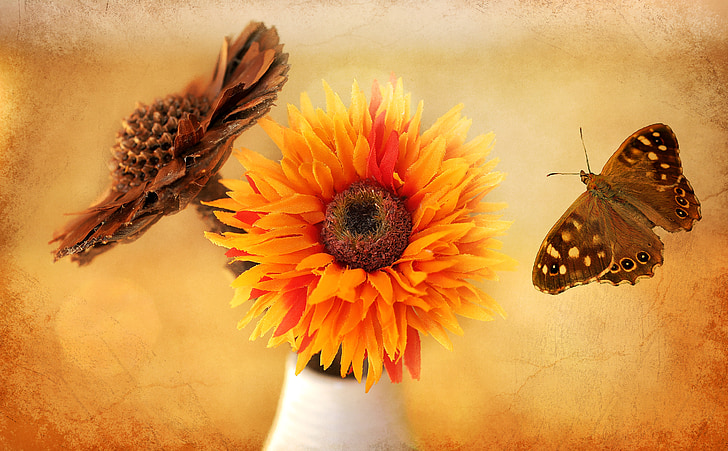 cvetje, umetno cvetje, oranžna, Okrasni, dekorativni, dekoracija, metulj