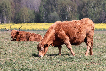 cattle, cows, pasture, horns, highland beef, shaggy, graze