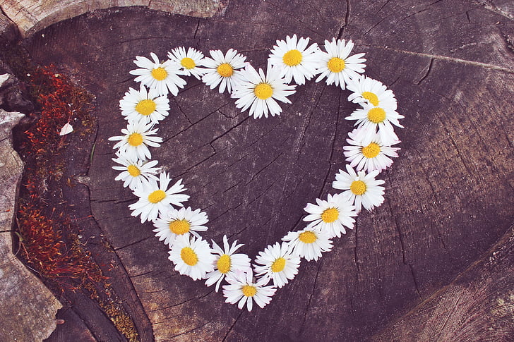 Daisy, szív, sziv, szív alakú, virágok, tavaszi, szerelem