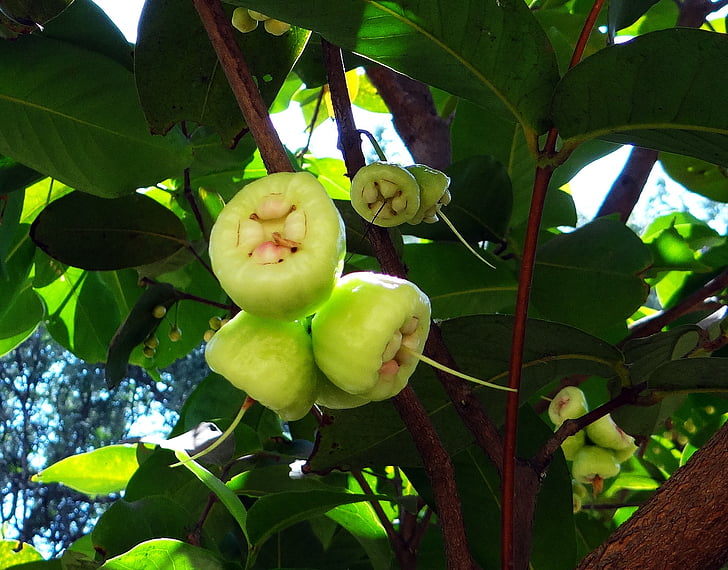 Syzygium jambos, koks, Rose apple, augļi, tropu, Indija