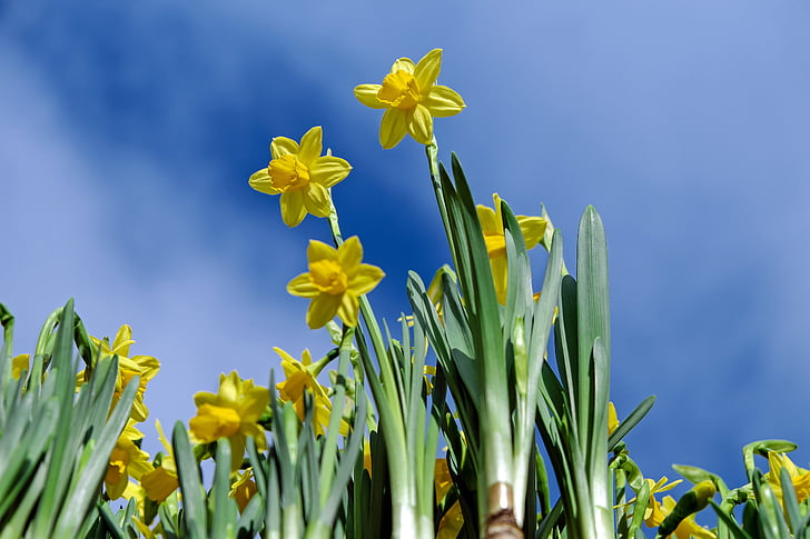 daffodils, flowers, bloom, yellow, osterglocken, spring flowers, yellow flowers