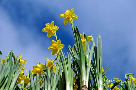 Daffodils, bunga, mekar, kuning, osterglocken, bunga musim semi, bunga kuning