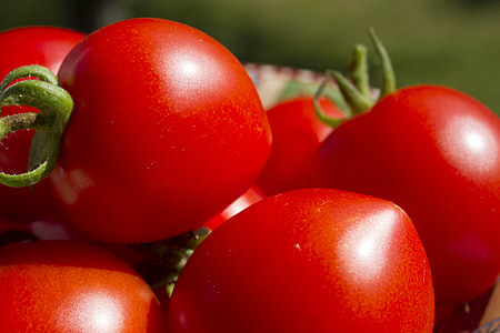 tomates, légumes, rouge, mûres, produire des, organique, jardin