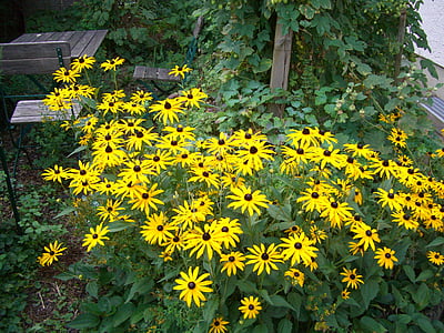 태양 모자, rudbeckia fulgida, 꽃, 블 룸, 노란색