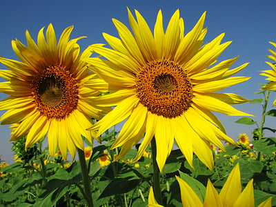 sunflower, flower, summer, plant, yellow, india