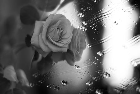gėlė, Rosa, žiedlapiai, juoda ir balta