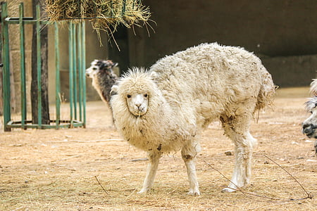Alpaka, Zoo, niedlich