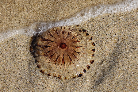 медузи, тварин, пляж, пісок, море, літо, Природа