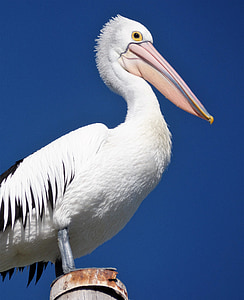 Pelican, fågel, naturen, vilda djur, näbb, fjädrar, vilda