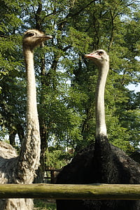 ostrich, bird, animals, zoo, zoological garden, beak, head