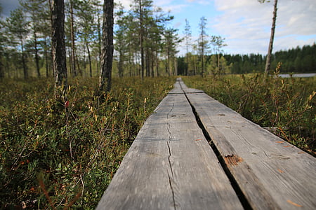 自然, 森林, duckboard, 夏季, 树, 户外, 徒步旅行