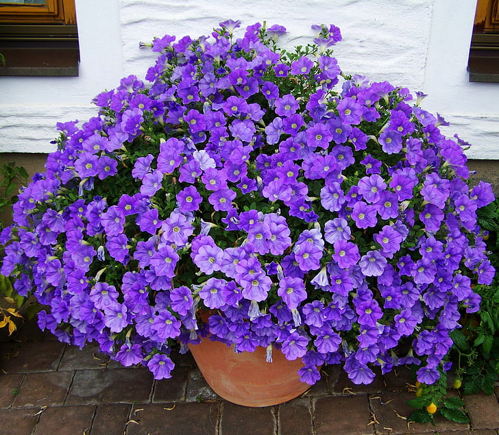 Petunia, modro-fialová, letné kvety