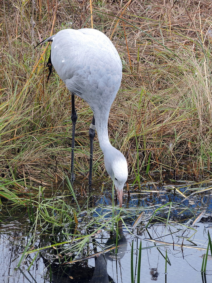Crane, oiseau, étang, Sanctuaire