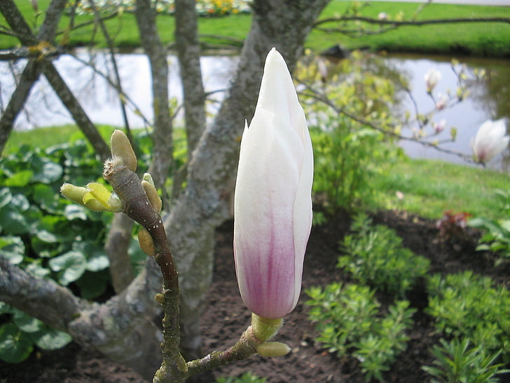 Lidköping, parks, magnolijas, puķe, Pavasaris, ūdens, koks