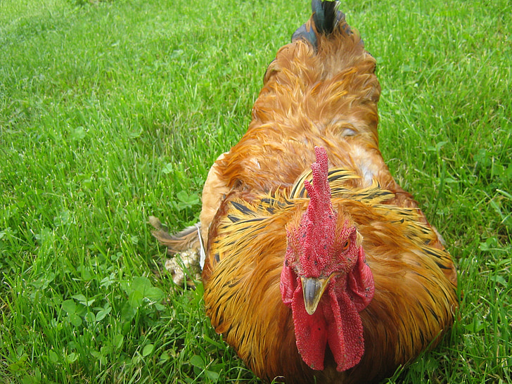cock, poultry, my favorite, male fowl, pets, bird, barton