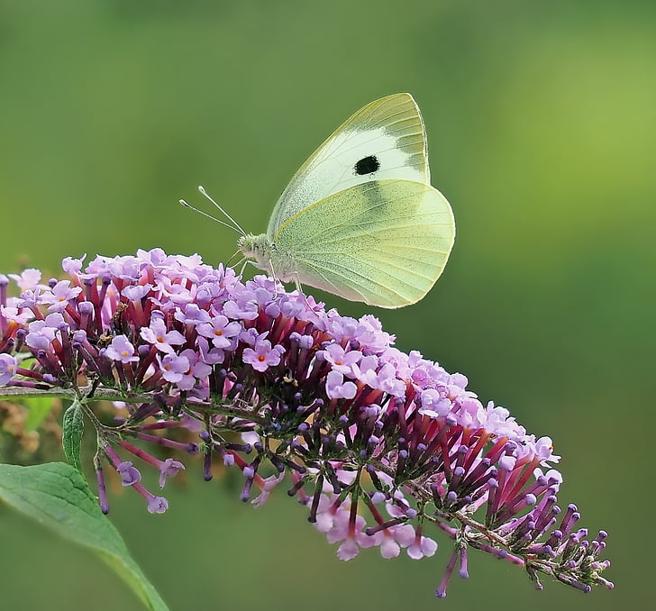 hyönteinen, Luonto, Live, Butterfly - hyönteisten, kesällä, eläinten, kukka