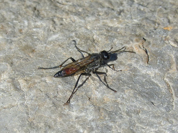 ammophila sabulosa, wasp, strange insect, red-banded sand wasp
