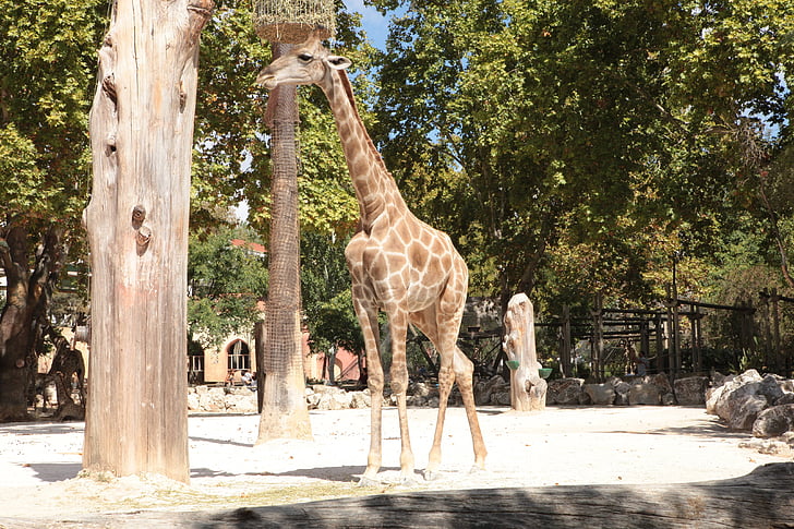 jirafa, Angola, Parque zoológico, animales, herbívoro, adulto, animal