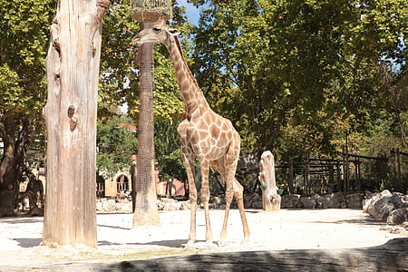 girafa, Angola, jardim zoológico, animais, herbívoro, adulto, animal