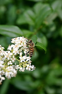 lebah, lebah madu, serangga, Blossom, mekar, Tutup, serbuk sari