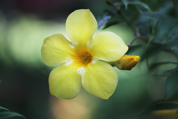 květ, žlutá, Příroda, závod, Indie, žluté květy, zelená