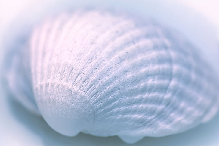 shell, lime, sea, seashell, structure, close-up, softness