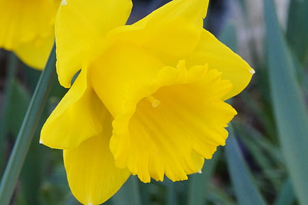 osterglocken, blomst, Blossom, Bloom, forår, gul, Narcissus