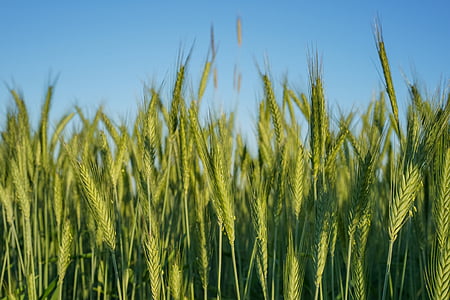 selektivno, fokus, fotografije, polje, pšenica, trava, žitarica