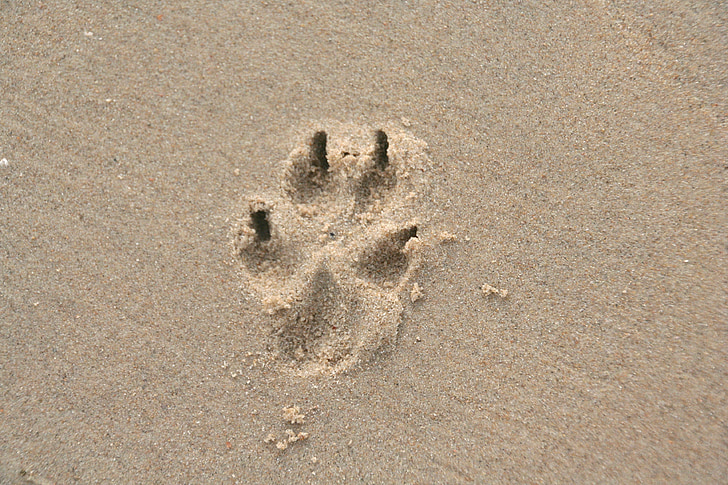 Paw print, Sand, Hundepfote, Hund, Spur
