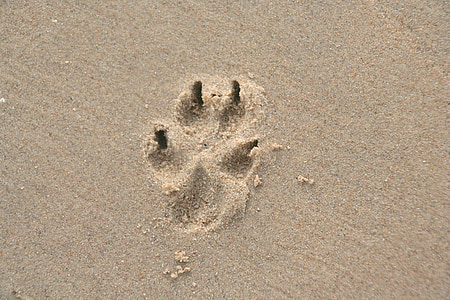 paw print, sand, dog paw, dog, trace