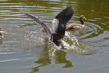 goose, wing, land, fly, plumage, water, pond